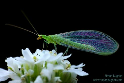 Réf. 42 996 : Chrysoperla sp.