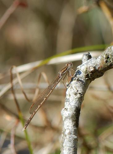 Réf. 42 482 : Sympecma fusca
