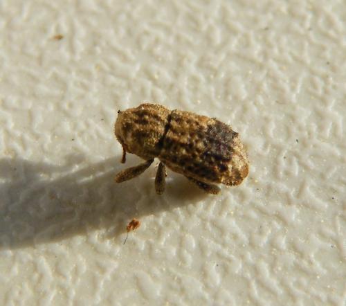 Dichromacalles impressicollis