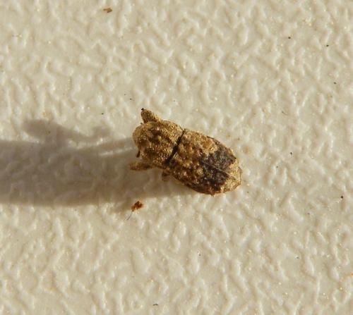 Dichromacalles impressicollis