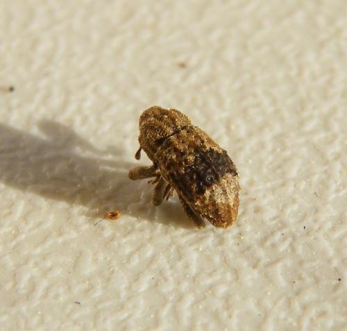 Dichromacalles impressicollis