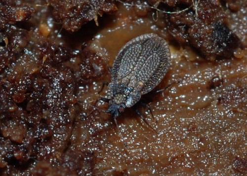 Réf. 42 985 : Acalypta parvula