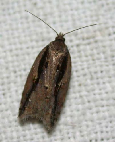Réf. 42 735 : Acleris umbrana