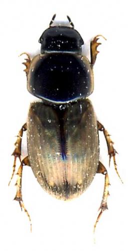 Melinopterus prodromus