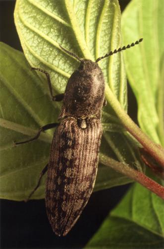 Actenicerus sjaelandicus