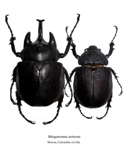 Megasoma acteon