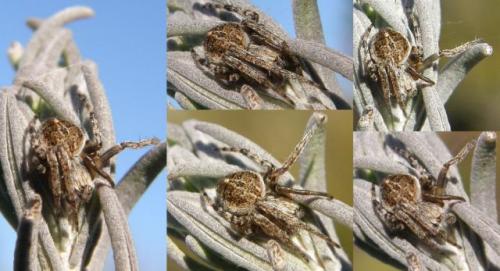 Agalenatea redii
