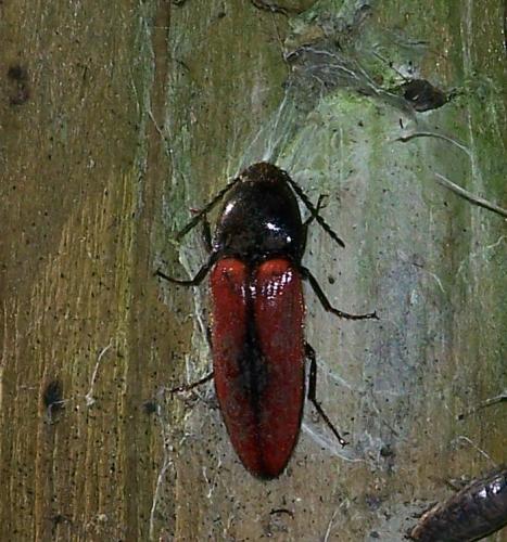 Ampedus sp.