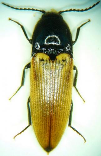 Réf. 42 446 : Ampedus rufipennis