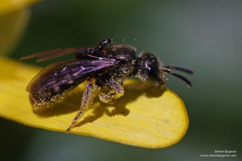 Lasioglossum sp.