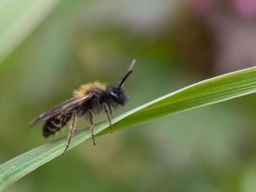 Andrena bicolor