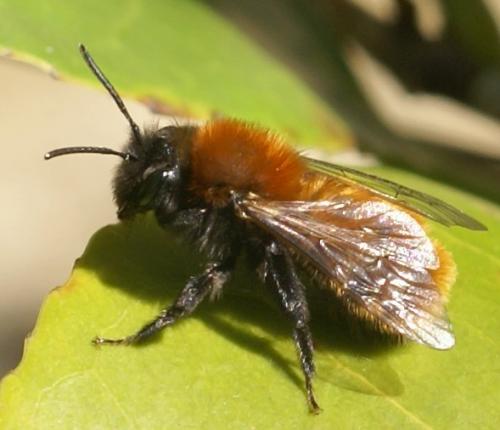 Andrena fulva