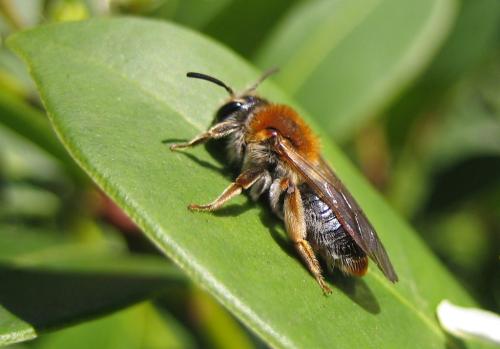 Réf. 42 991 : Andrena haemorrhoa