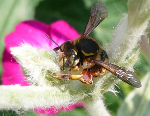 Anthidium manicatum