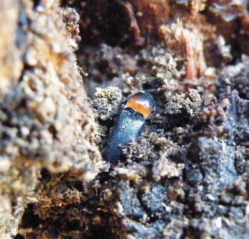 Cardiophorus anticus