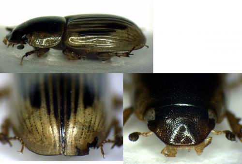 Réf. 42 206 : Neocalaphodius moestus