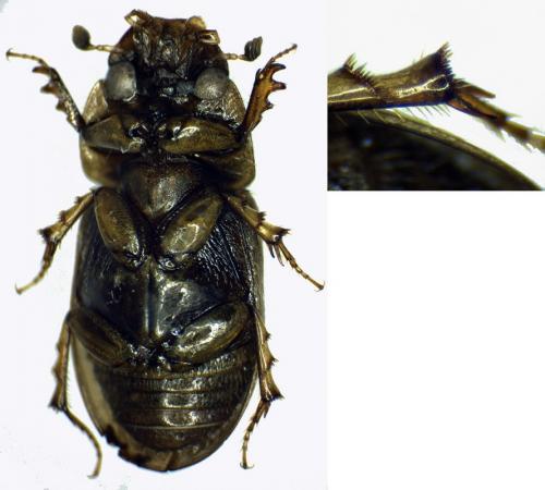 Réf. 42 233 : Neocalaphodius moestus
