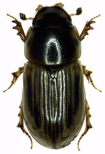 Réf. 42 129 : Neocalaphodius moestus