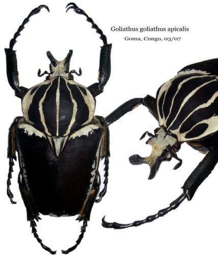 Goliathus apicalis