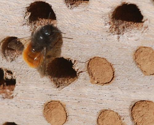 Osmia cornuta