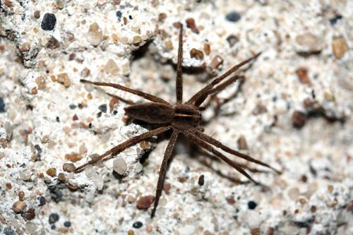 Pisaura mirabilis