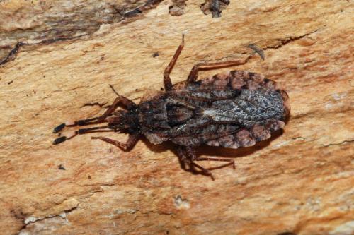Aradus betulae