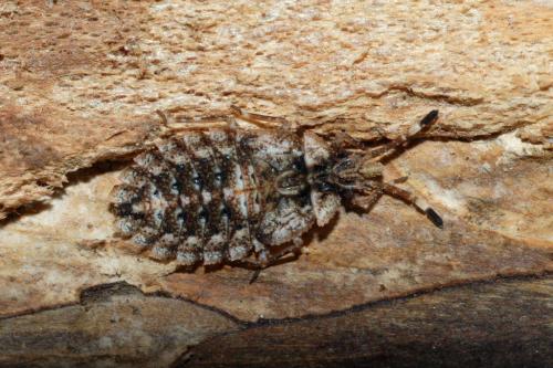 Aradus betulae