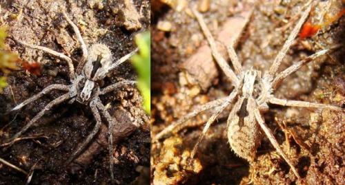 Thanatus sp.