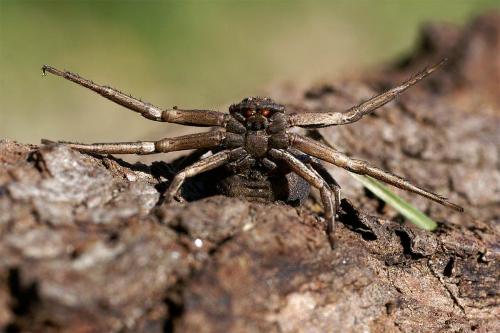 Xysticus sp.