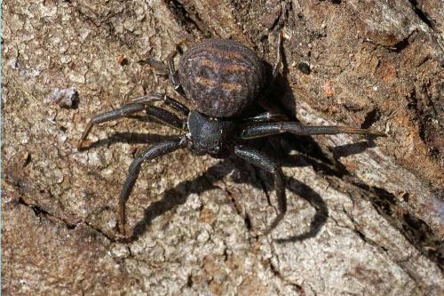Xysticus sp.