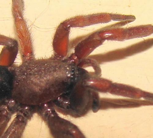 Scotophaeus sp.