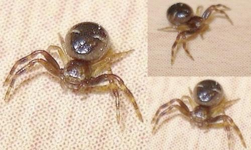 Synema globosum