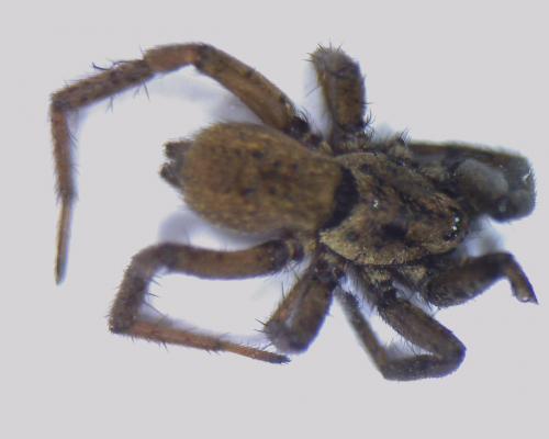 Réf. 42 219 : Nomisia sp.