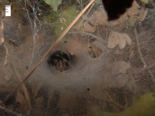 Agelena sp.