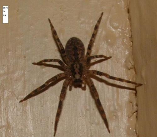 Zoropsis spinimana