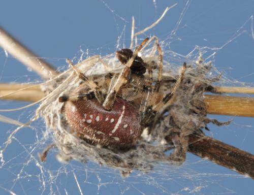 Réf. 42 406 : Araneus quadratus