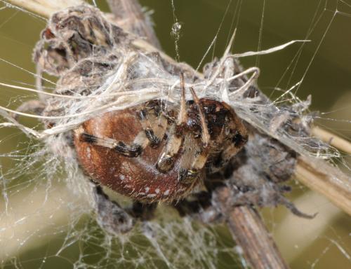 Araneus quadratus