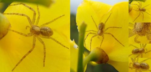 Philodromus sp.