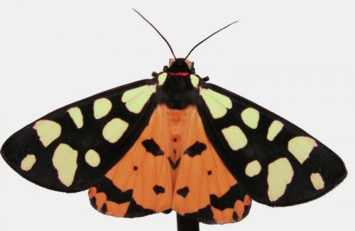 Réf. 42 030 : Arctia villica
