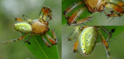 Araniella sp.