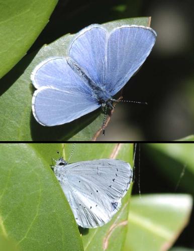 Réf. 42 823 : Celastrina argiolus