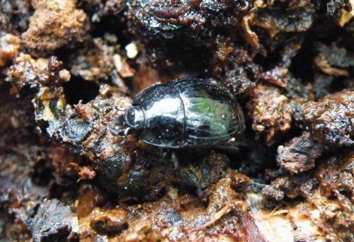 Merohister ariasi