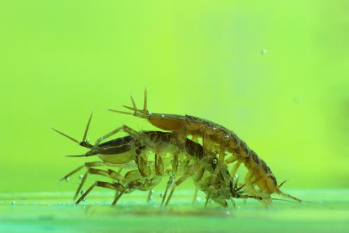 Réf. 42 511 : Asellus aquaticus