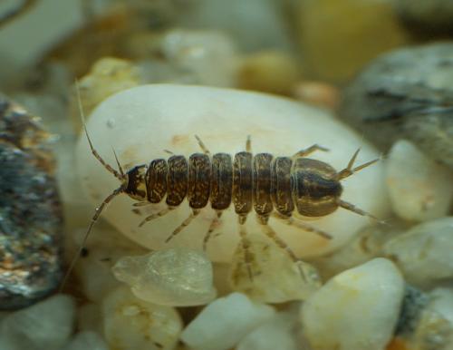 Asellus aquaticus