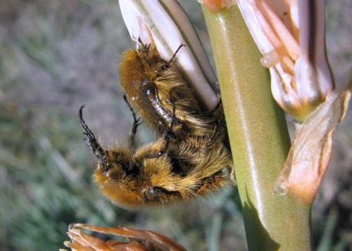 Tropinota squalida