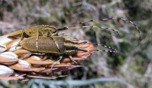 Réf. 42 931 : Agapanthia asphodeli