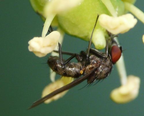 Azelia cilipes