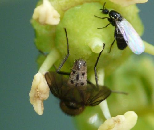 Azelia cilipes