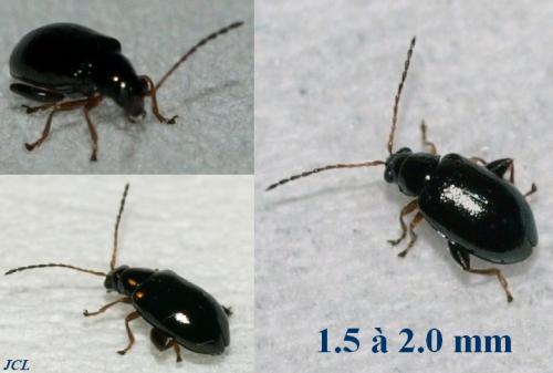 Réf. 42 990 : Aphthona sp.