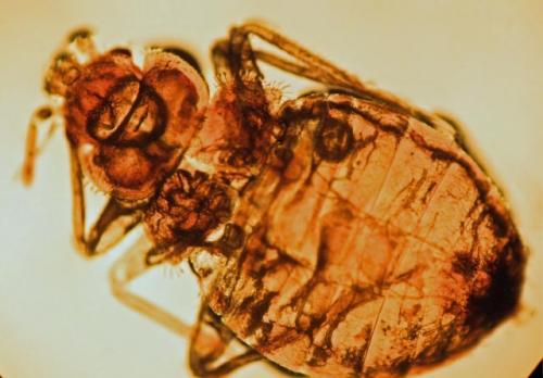 Cimex lectularius